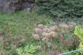 IMG_6557.JPG