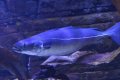 IMG_7207.JPG